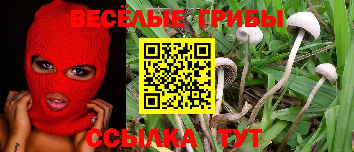 Галлюциногенные грибы Psilocybine cubensis  Вход с VPN  Заволжье 