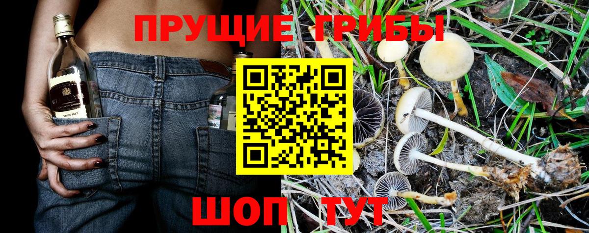 наркошоп  Заволжье  Псилоцибиновые грибы Cubensis 